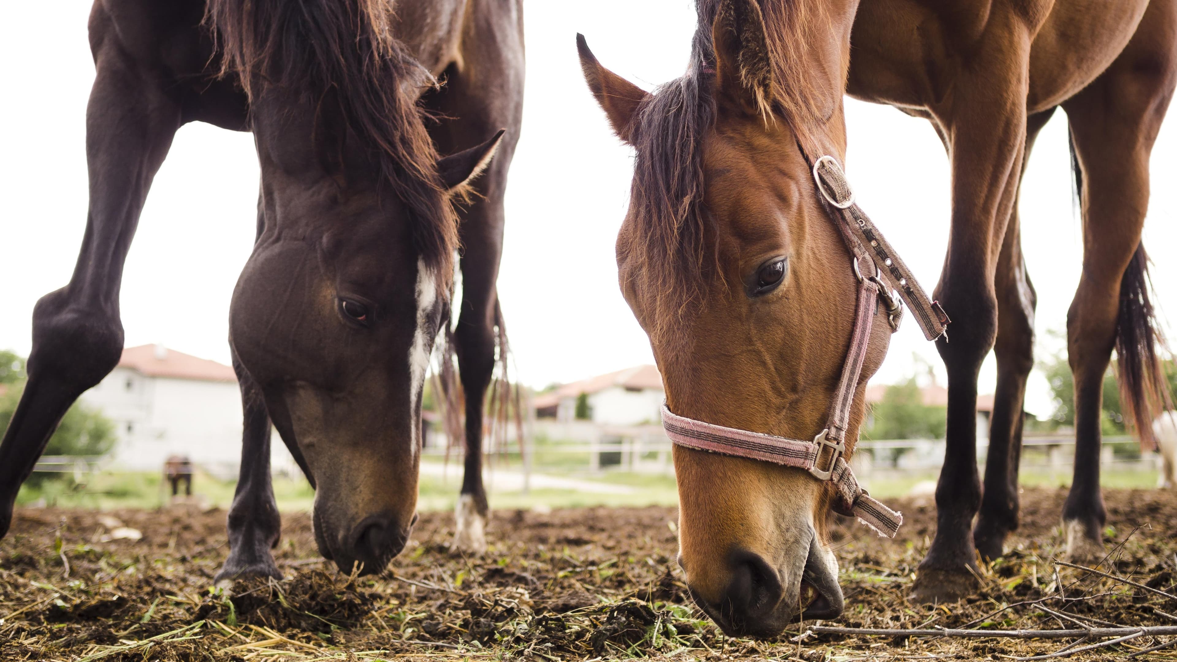 Coudelaria Lima Monteiro