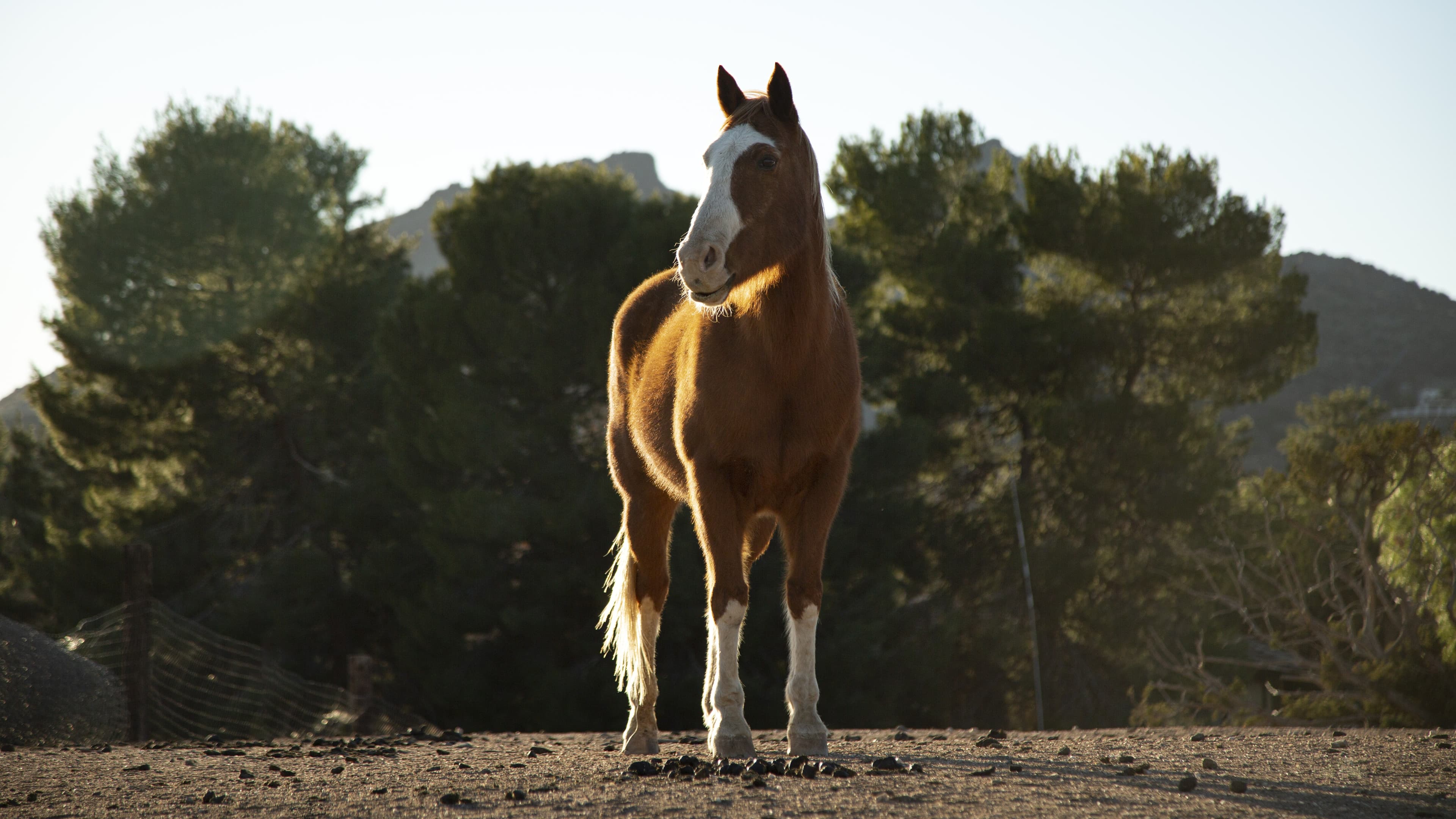Coudelaria Lima Monteiro