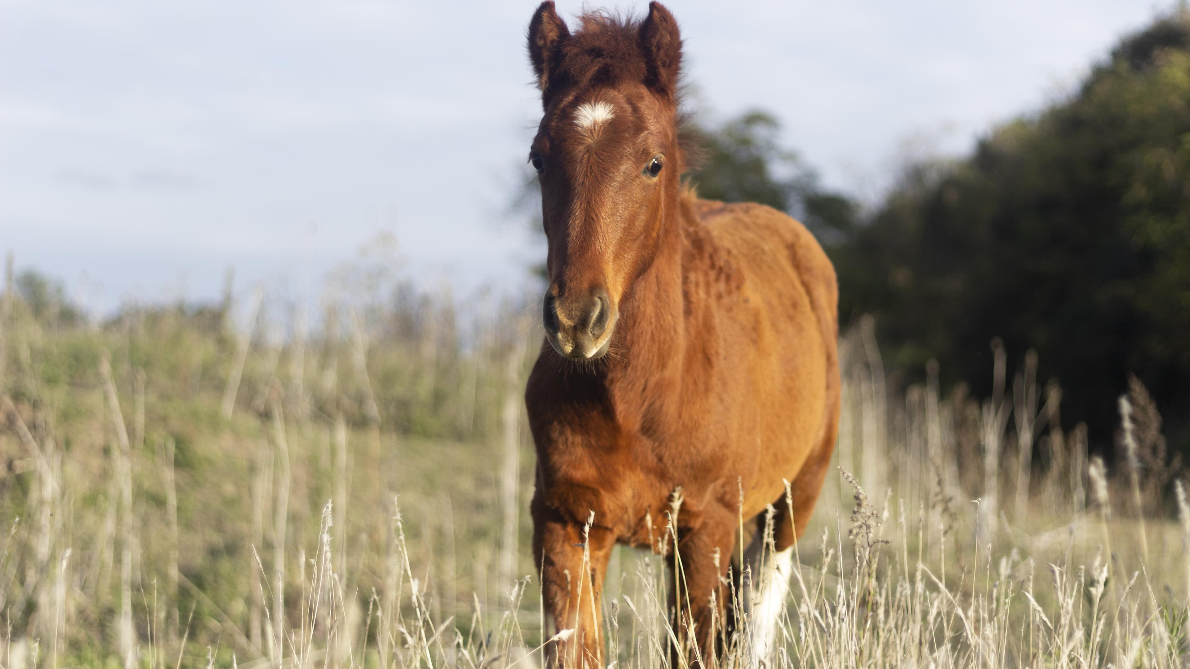 Coudelaria Lima Monteiro