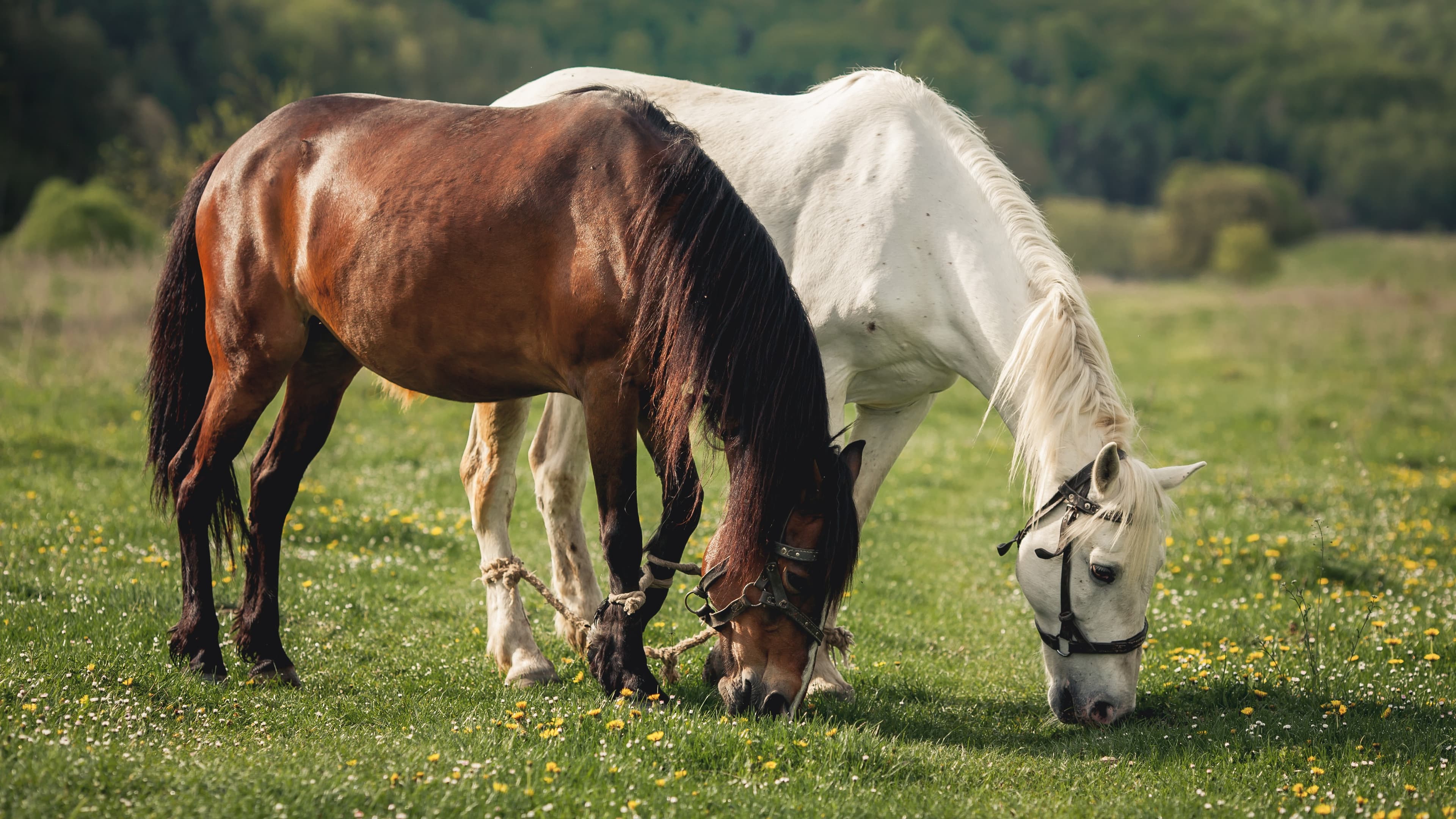 Coudelaria Lima Monteiro