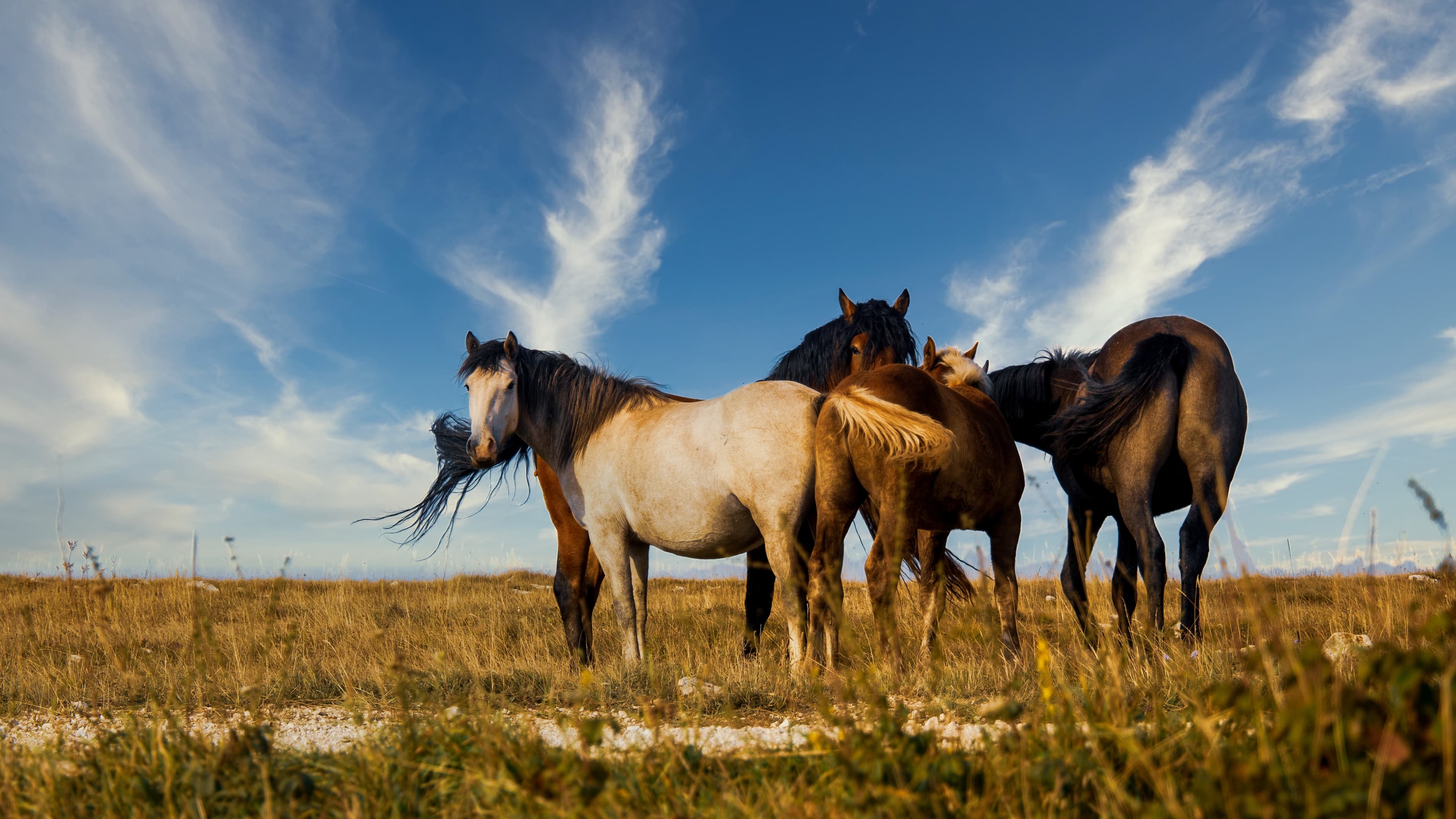 Coudelaria Lima Monteiro