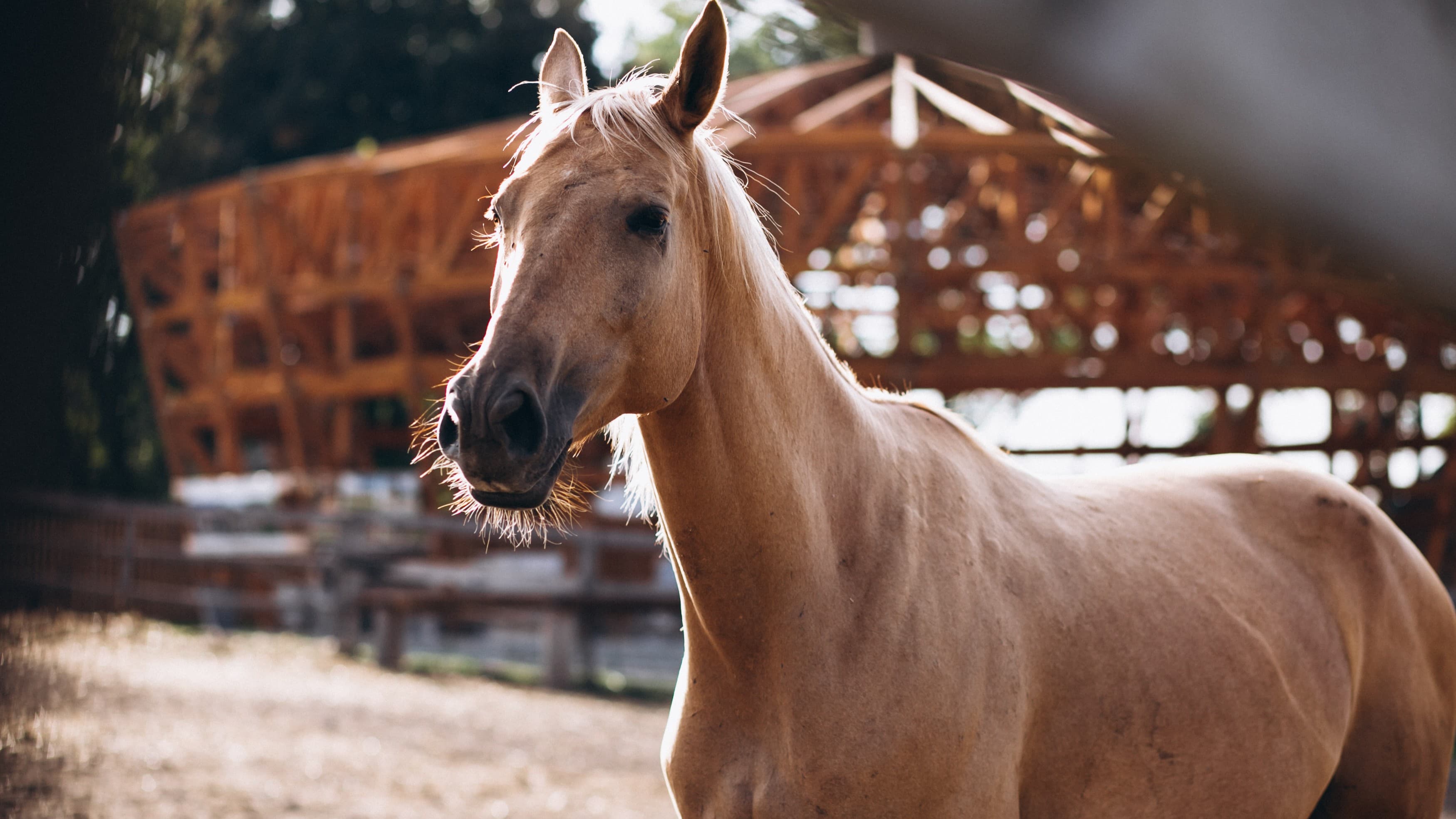 Coudelaria Lima Monteiro