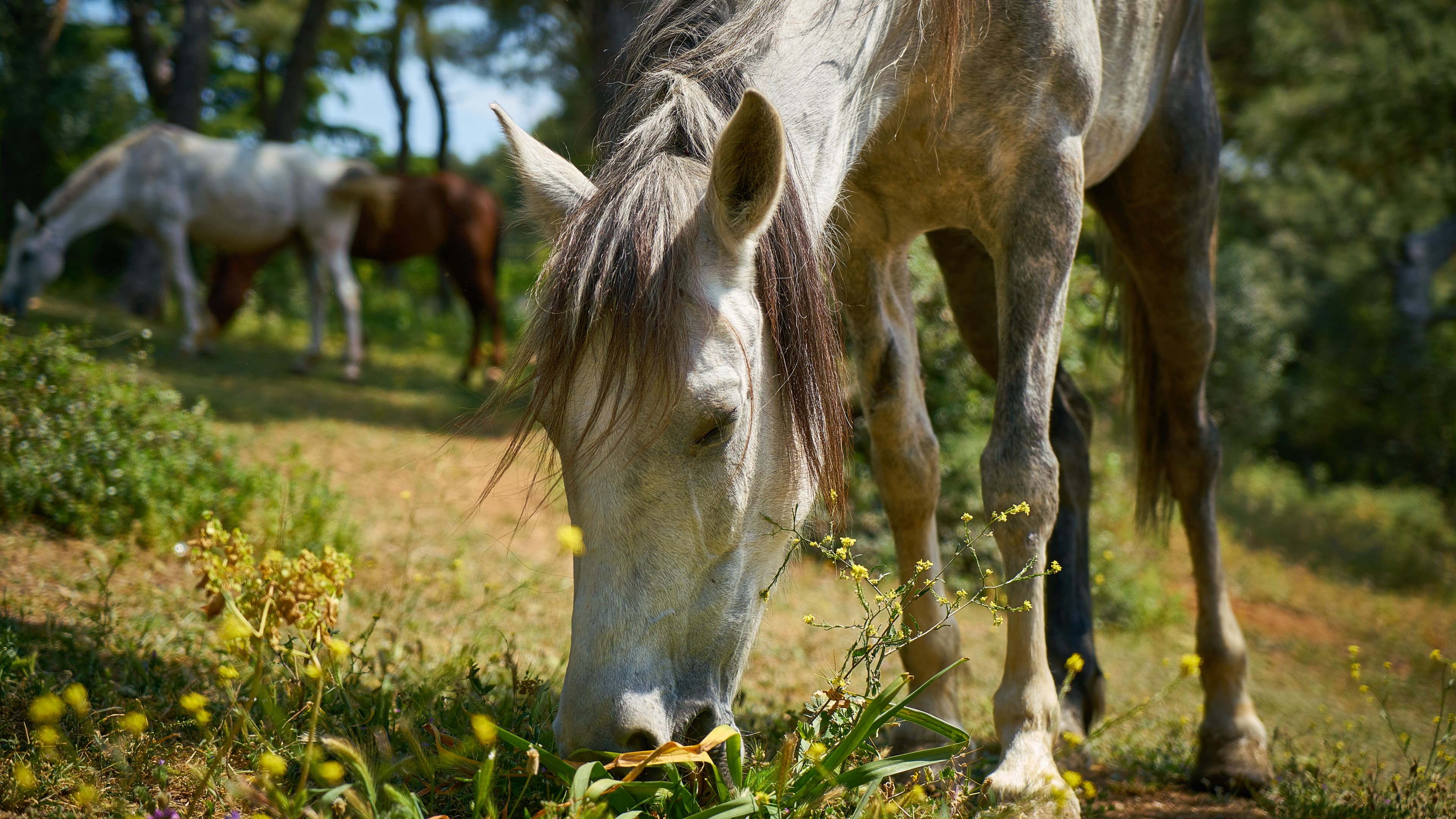 Coudelaria Lima Monteiro