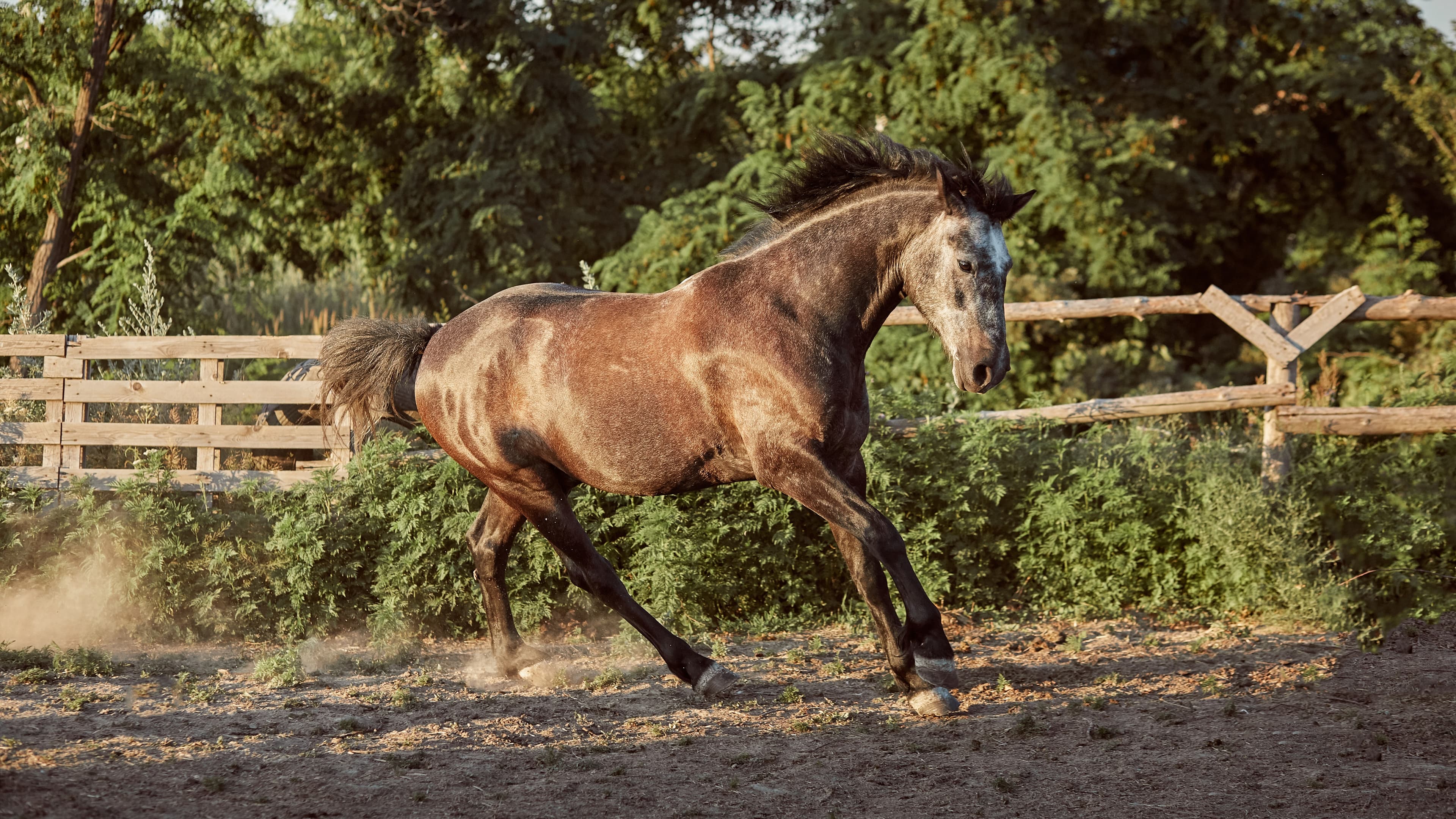 Coudelaria Lima Monteiro